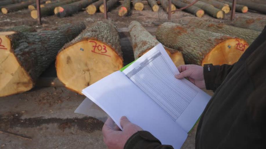 Stromy, o které v minulosti pečovaly generace lesníků, přinášejí výjimečné zdroje pro obnovu a péči o lesy současné Stromy, o které v minulosti pečovaly generace lesníků, přinášejí výjimečné zdroje pro obnovu a péči o lesy současné