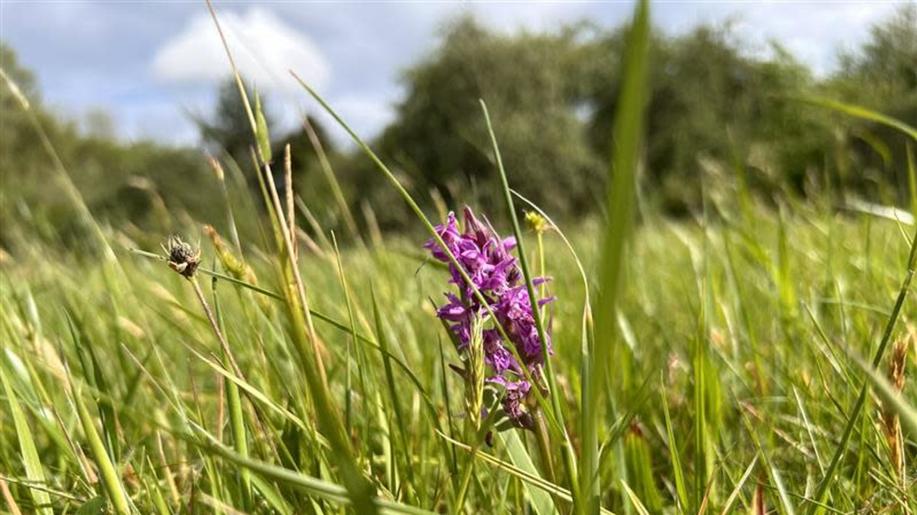 Přírodní památky Vysočiny: Unikátní Rašeliniště Kaliště, kam jezdili botanici už před sto lety Přírodní památky Vysočiny: Unikátní Rašeliniště Kaliště, kam jezdili botanici už před sto lety