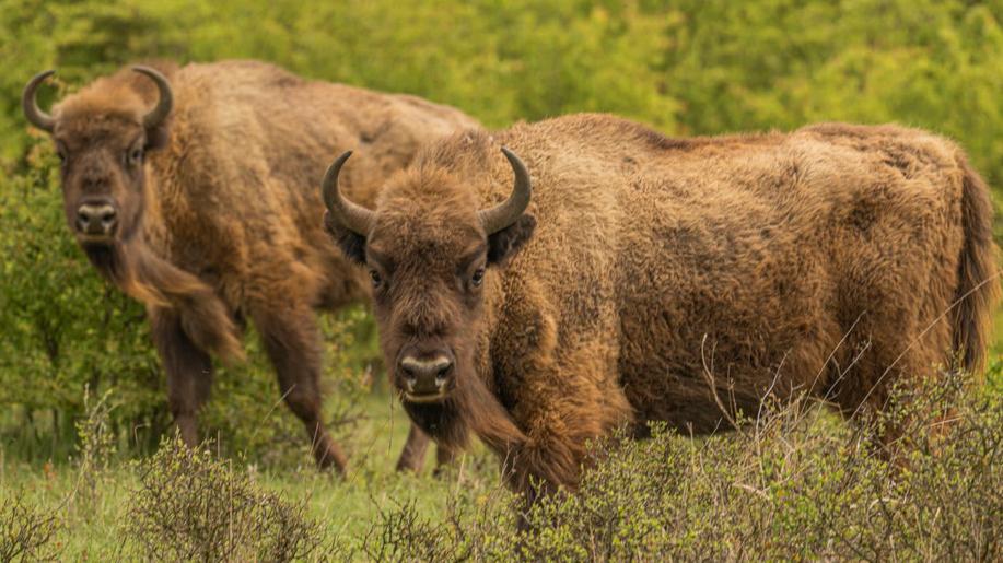 Zubři a divocí koně z Milovic jsou ve finále prestižní soutěže o ekologické Oskary Zubři a divocí koně z Milovic jsou ve finále prestižní soutěže o ekologické Oskary