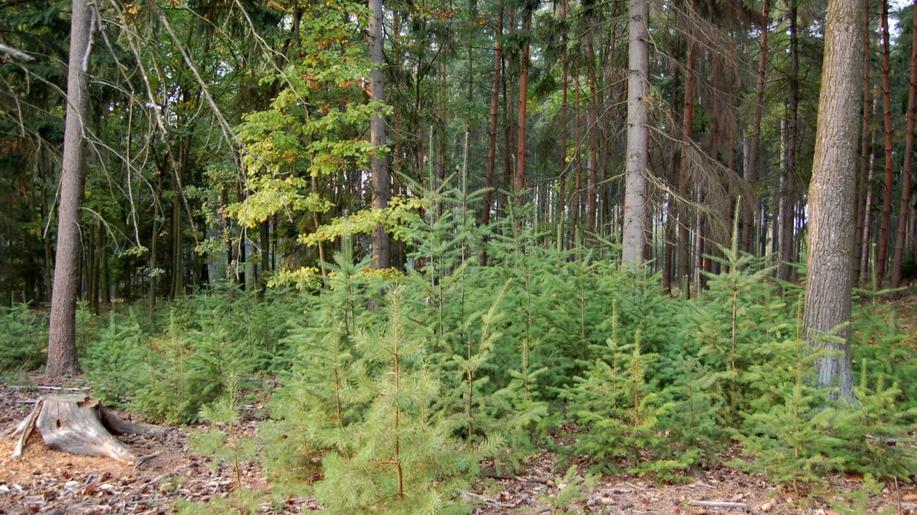 Ovlivňuje borovice lesní růst douglasky tisolisté?