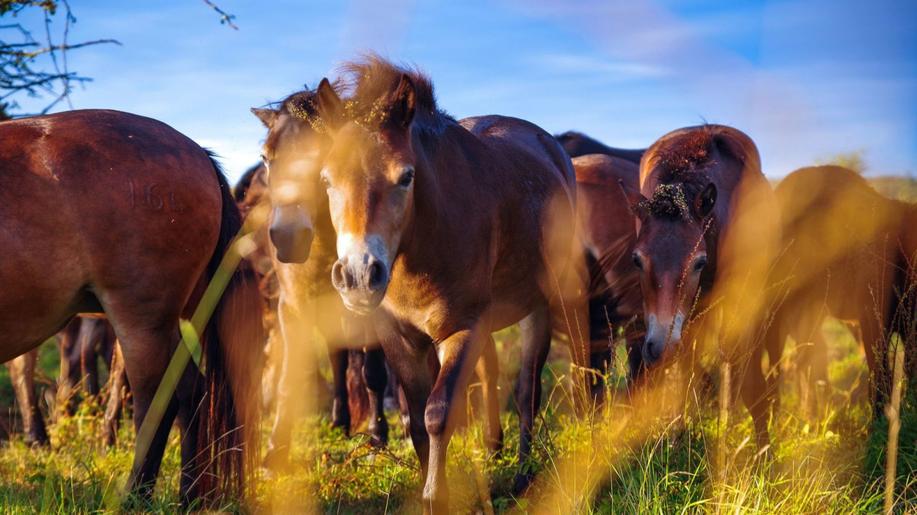Největší chov divokých koní mimo Velkou Británii. Česko má evropský unikát