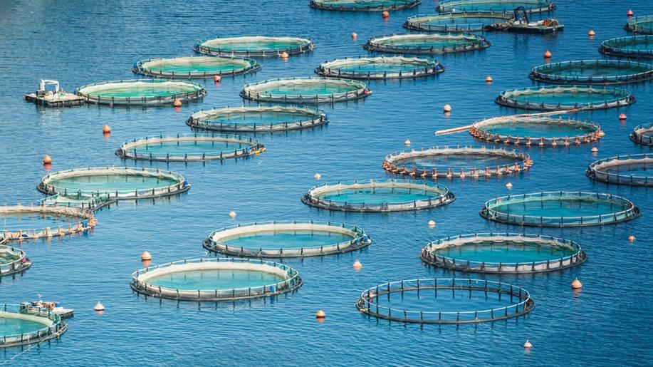 FAO: Produkce vodních živočichů z farem poprvé překonala úlovky z rybolovu