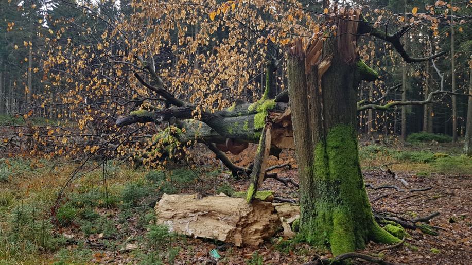 Vědci pomáhají vlastníkům řešit obnovu lesa na kalamitních holinách