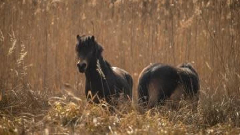 Firmy z Plzeňského kraje se mohou stát partnery projektu Zdravá krajina Firmy z Plzeňského kraje se mohou stát partnery projektu Zdravá krajina