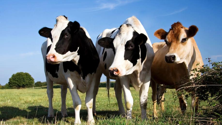 Dánsko uvalí zelenou daň na chovy krav a prasat, které jsou zdrojem emisí