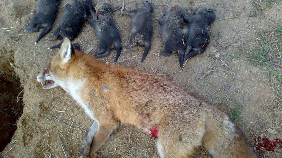 Vláda odmítla řešit norování, ochránci zvířat ukazují utrpení lišek