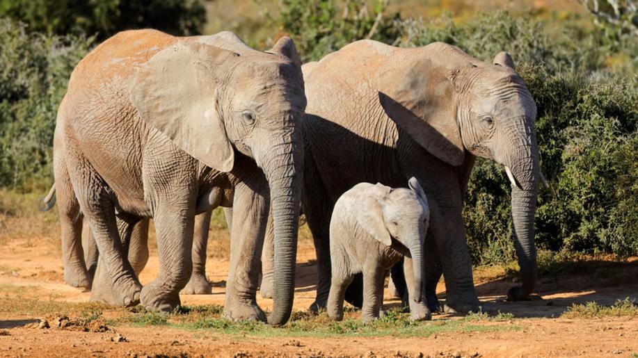 Sloni se navzájem oslovují konkrétními jmény, zjistili vědci
