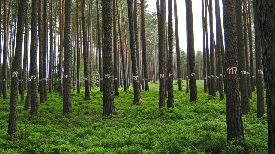 Vědci a odborníci na monitoring lesů se setkávají v Praze