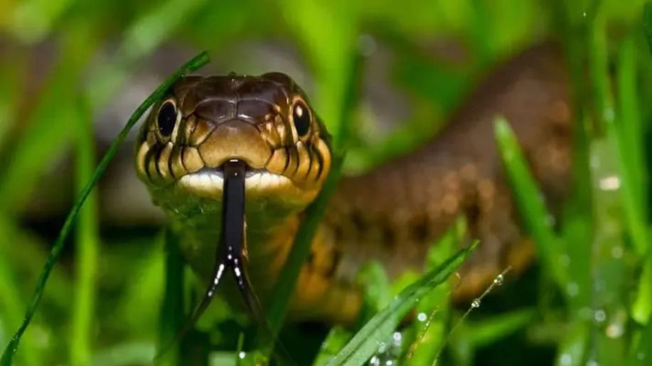 16. července - Světový den hadů