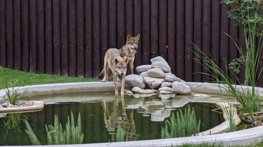 Vlci z nelegálního chovu našli dočasný domov v záchranném centru CITES v ZOO Tábor