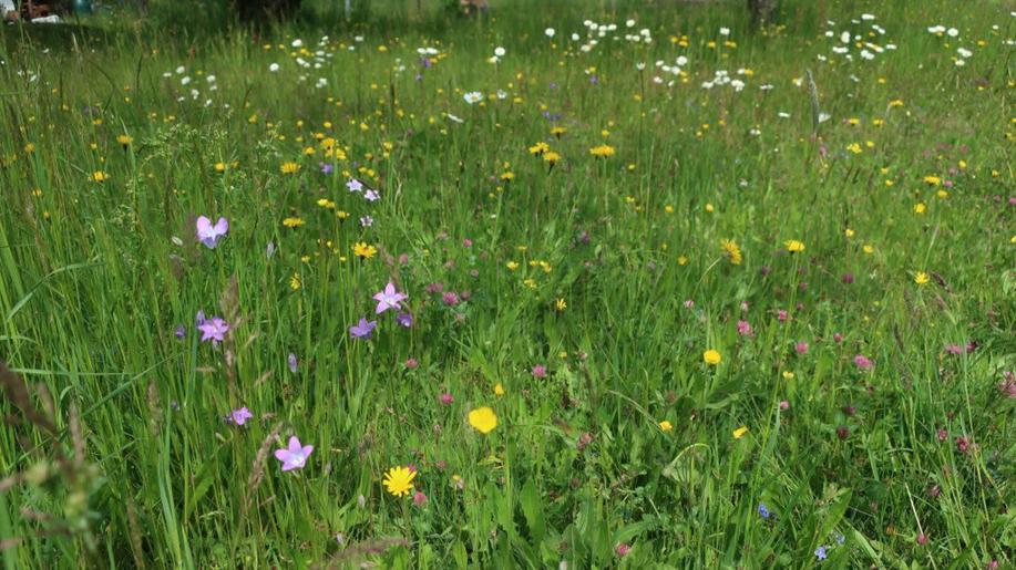 Vědci Botanického ústavu pomáhají navrátit rozmanitost českým loukám