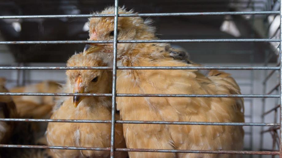 Farmáři i ochránci zvířat se shodují: Klecové chovy je třeba ukončit