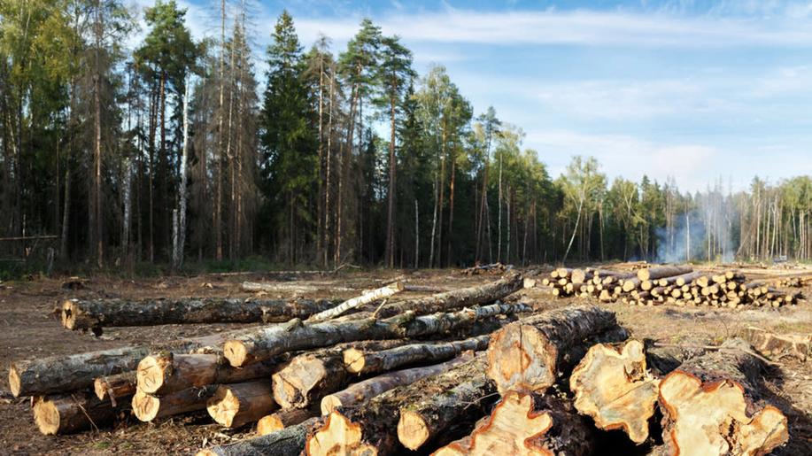 Tisíce firem budou mít do Vánoc plné ruce práce s dokazováním, že nepřispívají k odlesňování