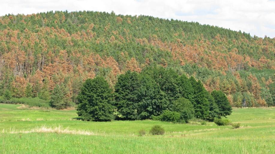 Po kůrovci nejvíce poškozuje lesy vítr, škody ale meziročně poklesly