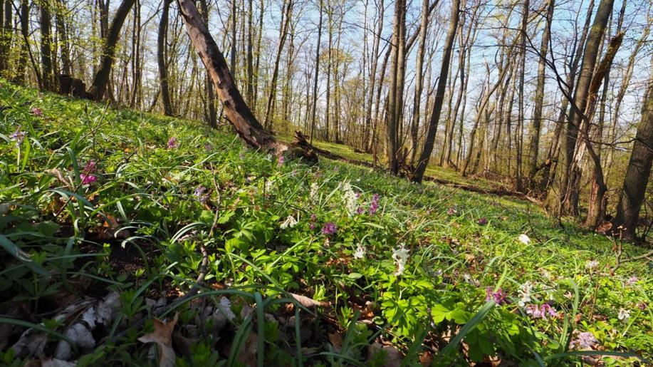 Dusík z fosilních paliv mění bylinnou vegetaci lesů