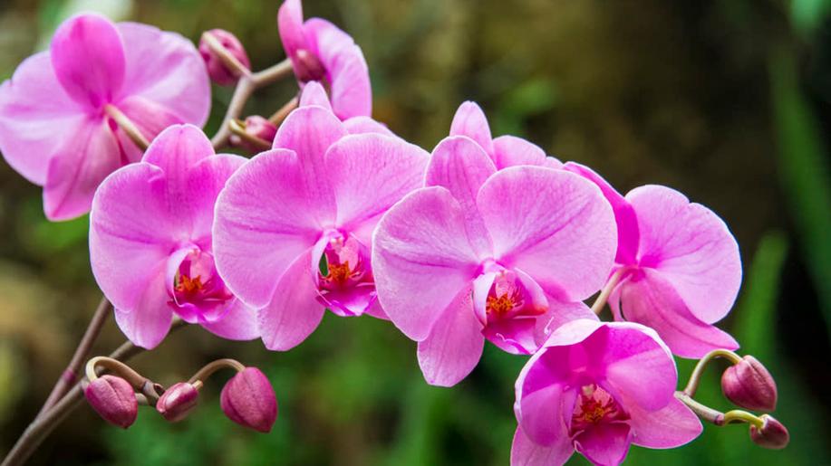 Sbírkové skleníky Výstaviště Flora zaplní tisíce kvetoucích orchidejí