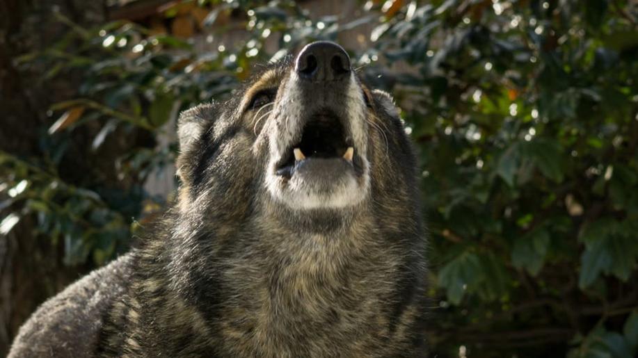 Šumavský národní park povolil na svém území řízený odstřel vlka