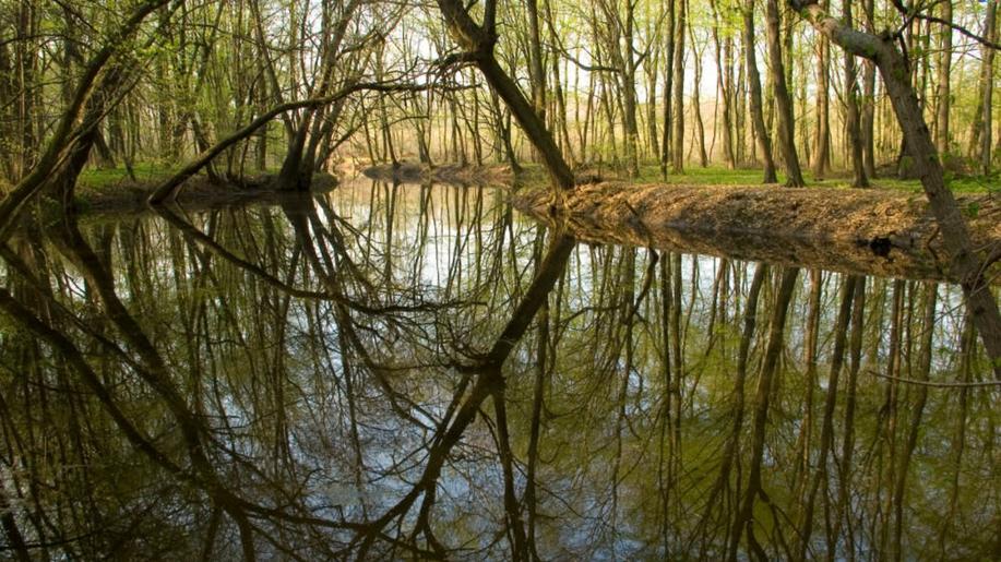 Vláda schválila vyhlášení chráněné krajinné oblasti Soutok. Jedinečný komplex lužních lesů a luk se dočká celoplošné ochrany