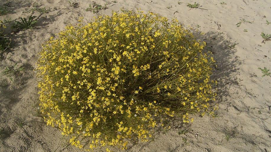 Botanici vyhlásili rostlinou roku starček úzkolistý, varují před jejím šířením