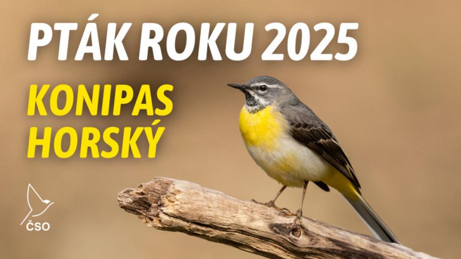 Pták roku 2025: konipas horský