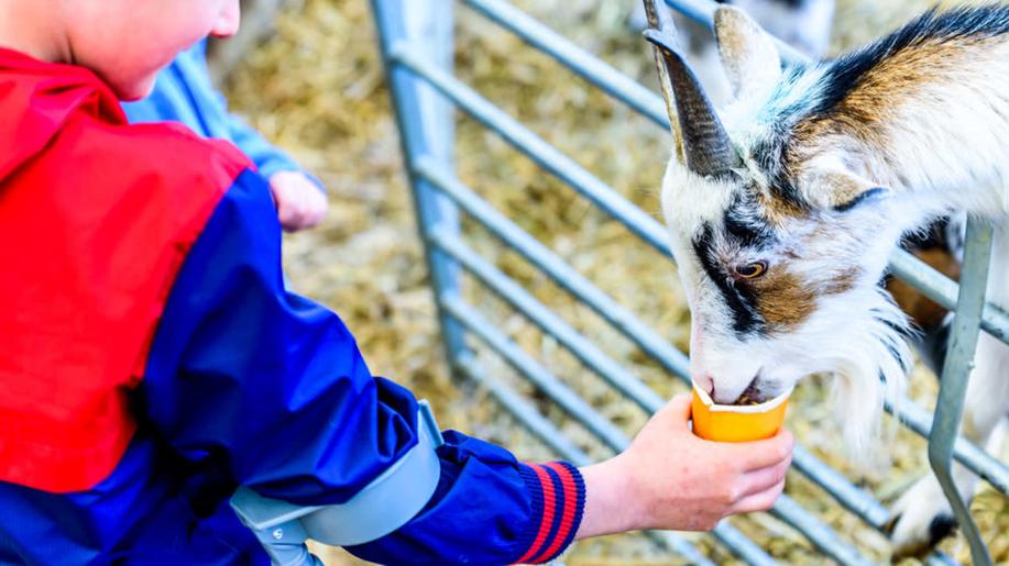 V ostravské zoo uhynula koza kvůli plastovým sáčkům od návštěvníků