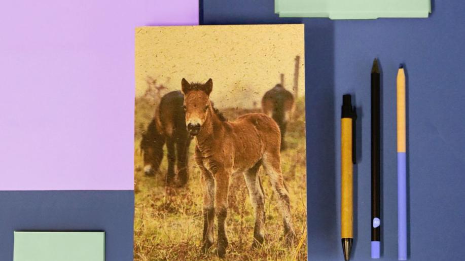 Dokonalá recyklace. Papírna vytvořila sešit z trusu divokých koní z milovické rezervace   