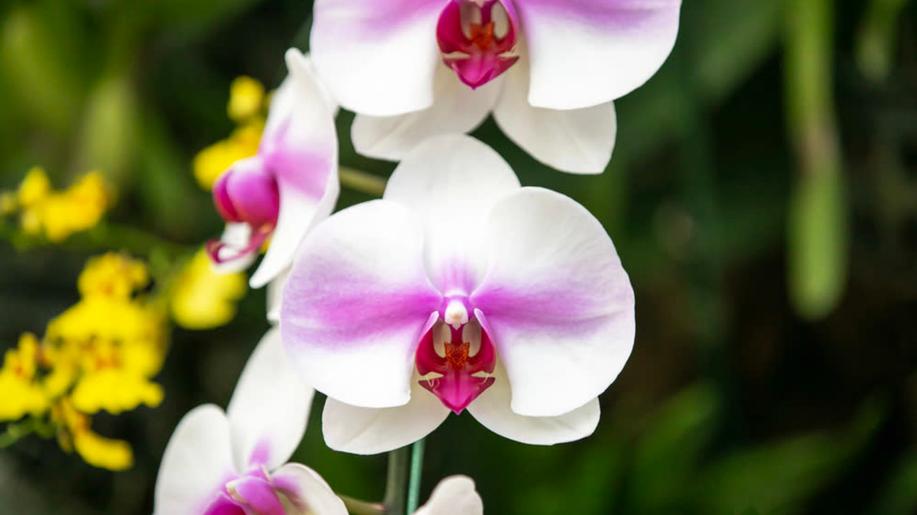 Jihočeské muzeum od pátku bude vystavovat tisíce orchidejí