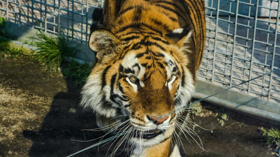 Ministerstvo chce rozvolnit chov šelem a zookoutky, 2/3 veřejnosti je proti